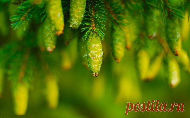 Обои для рабочего стола – картинка #50311,  на WallBox.ru