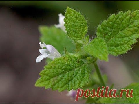 Мелисса Полезные свойства для вашего здоровья | УСПЕХ с NEWAYS