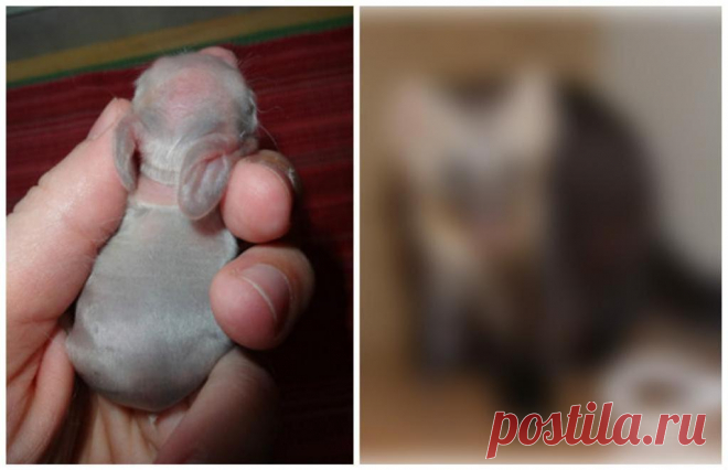 Парень спас в подъезде маленькое «нечто»: теперь ему завидуют все соседи