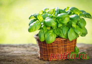 Мощный природный антиоксидант, который быстро выведет «плохой» холестерин из артерий — Домашний уют