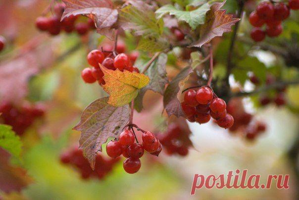 Калина классная: 5 сортов без горечи