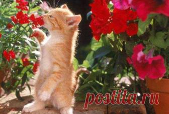 Настроение: цветочное | KotoMail.ru