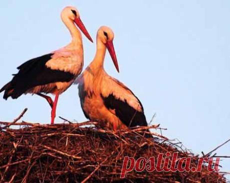Если аист не летит или советы, как забеременеть | Красота и здоровье
