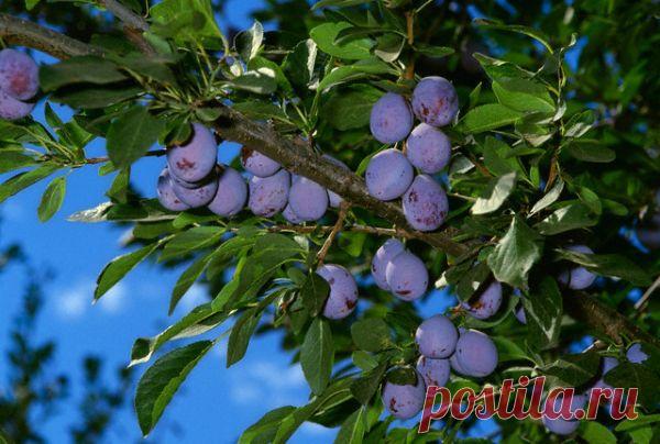 Поэтапное формирование кроны сливы | Дача - впрок