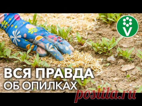 ОПИЛКИ В ОГОРОДЕ: ПОЛЬЗА ИЛИ ВРЕД? Вся правда об опилках