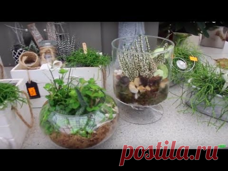 ПРЕЛЕСТНЫЕ РАСТЕНИЯ ВО ФЛОРАРИУМАХ И КОРЗИНКАХ #КРАССУЛЛА #ЛАВАНДА #КАКТУС # #oldenburgru - YouTube
