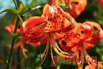 Лилии исцеляющие: рецепты блюд