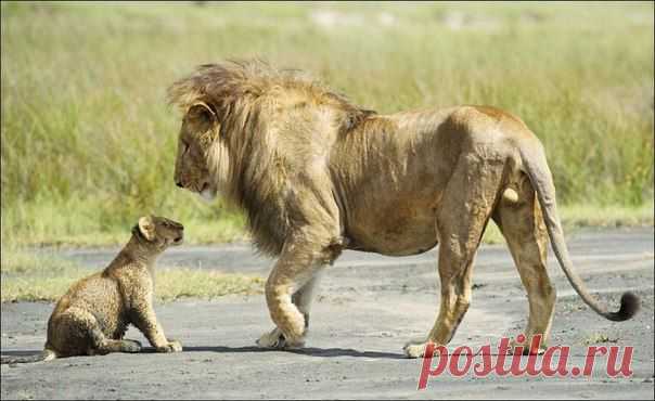 Ничего, я еще подрасту, тогда разберемся...