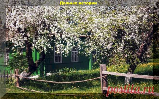 Плодовый сад в конце апреля: что важного нужно успеть сделать в саду в апреле и типичные ошибки начинающих садоводов в вопросах и ответах | Дачные истории | Дзен