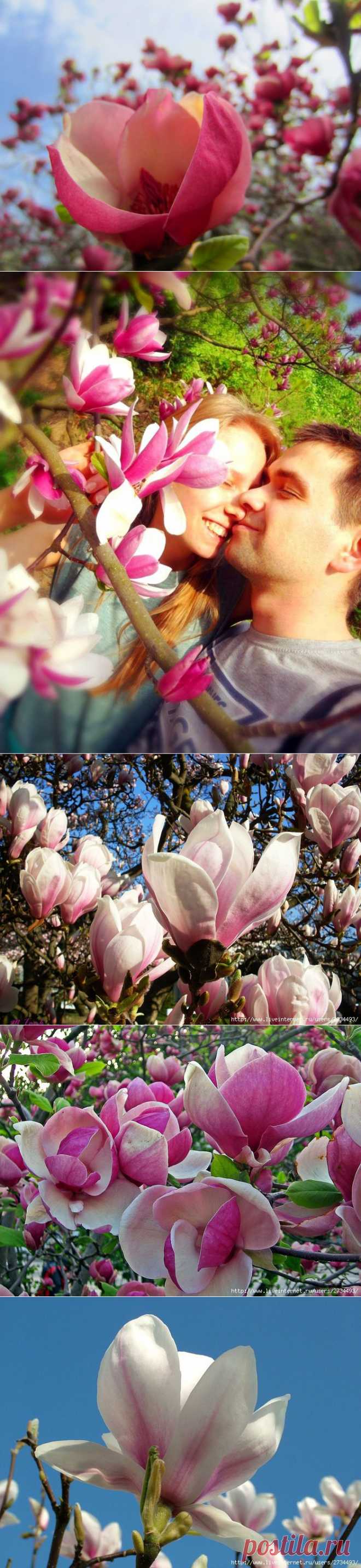 Плейкаст «МАГНОЛИЯ - принцесса из тропического края...»