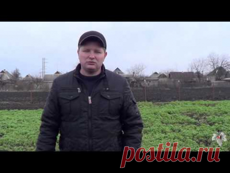 Повышение плодородия почвы. Сидераты. Виноград 2016.
