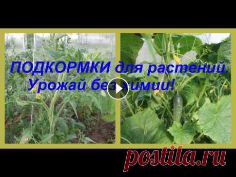 ПОДКОРМКИ для растений. Урожай без химии! Рецепты натуральных подкормок для растений....