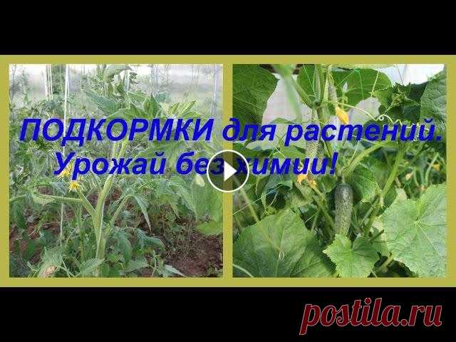 ПОДКОРМКИ для растений. Урожай без химии! Рецепты натуральных подкормок для растений....