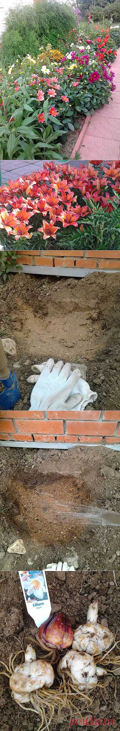 Удивительные Лилии! Правильная посадка и уход за Лилиями