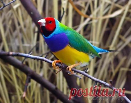 Гульдова амадина-одна из самых ярких и красивых птиц