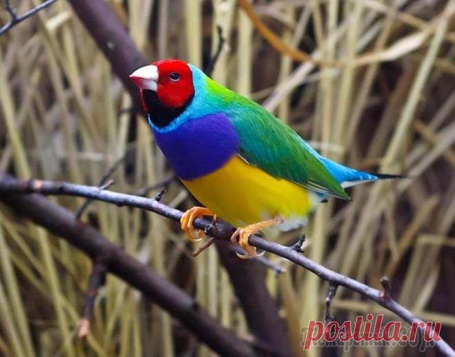 Гульдова амадина-одна из самых ярких и красивых птиц