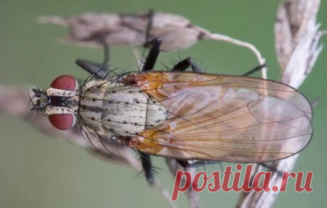 Спасаем зелень без химикатов. Проверенный способ борьбы с луковой мухой | Блоги о даче и огороде, рецептах, красоте и правильном питании, рыбалке, ремонте и интерьере