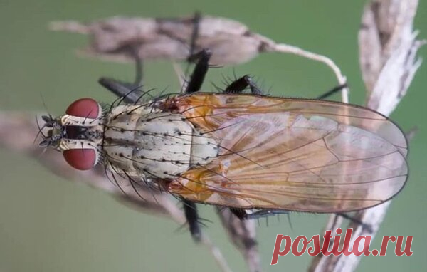 Спасаем зелень без химикатов. Проверенный способ борьбы с луковой мухой | Блоги о даче и огороде, рецептах, красоте и правильном питании, рыбалке, ремонте и интерьере