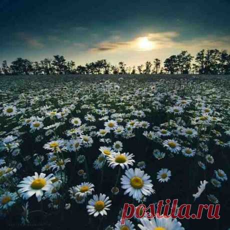 Ромашки в лунном свете.
Специальное фото для всех ВЕСОВ.
