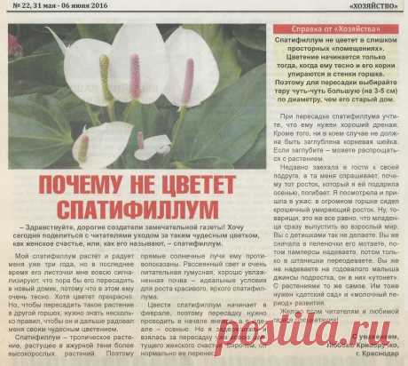 Почему не цветет спатифиллум