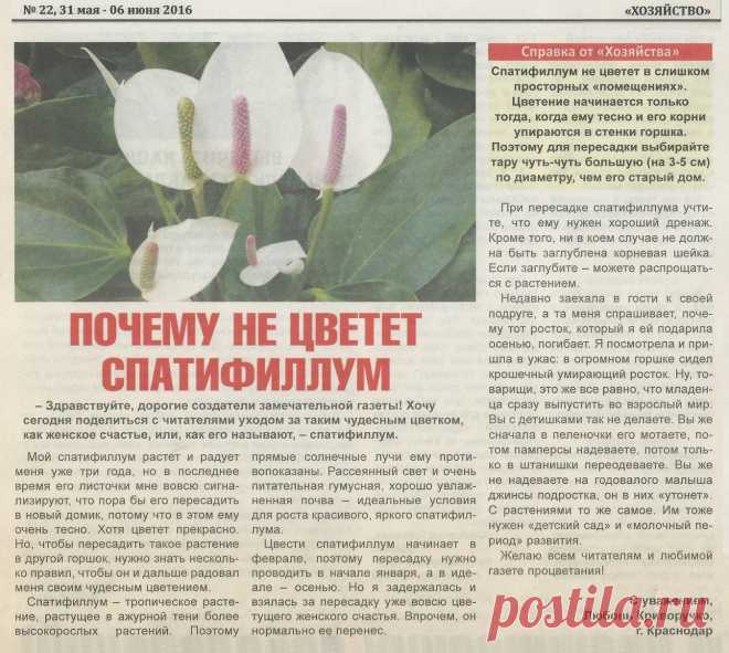 Почему не цветет спатифиллум