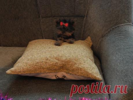 Наш питомник официально зарегистрирован в системе РКФ (Российская Кинологическая Федерация) и FCI (Международная Кинологическая Федерация). Мы профессионально занимаемся племенной работой и разведением собачек ..............декоративных пород . ПРОДАЖА ЩЕНКОВ В ТОЛЬЯТТИ ЙОРКШИРСКИЙ ТЕРЬЕР . РАЗМЕРЫ ЩЕНКОВ - СУПЕР МИНИ .- МИНИ .- МЕЛКИЙ СТАНДАРТ .- СТАНДАРТ . -..........ТОЙ ПУДЕЛЬ И КАРЛИКОВЫЙ ПУДЕЛЬ . СЕРЕБРИСТОГО ОКРАССА . ......ЦВЕРГ ШПИЦ - РЫЖИЕ - КРЕМОВЫЕ . - БЕЛЫЕ . ......... В пито