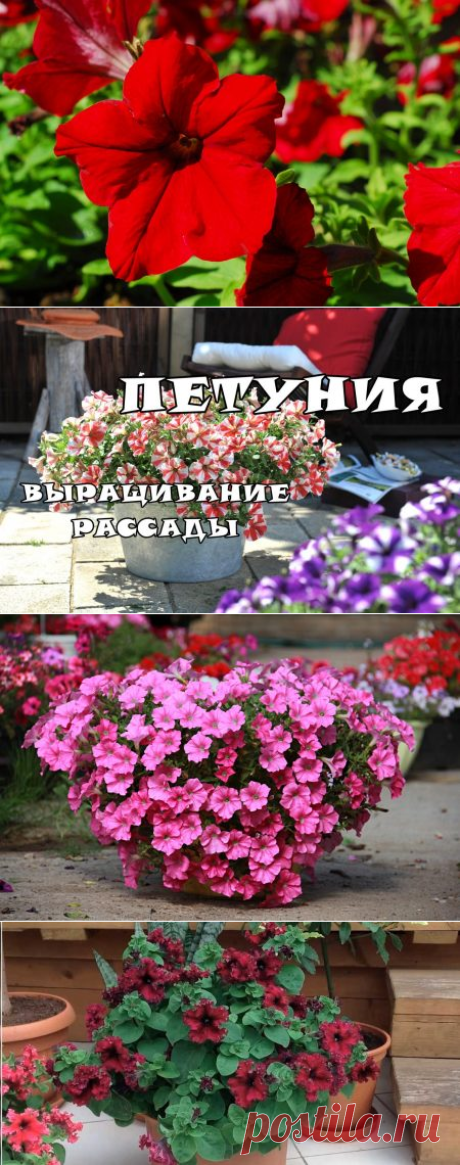 Когда сеять петунию на рассаду в 2017 году
