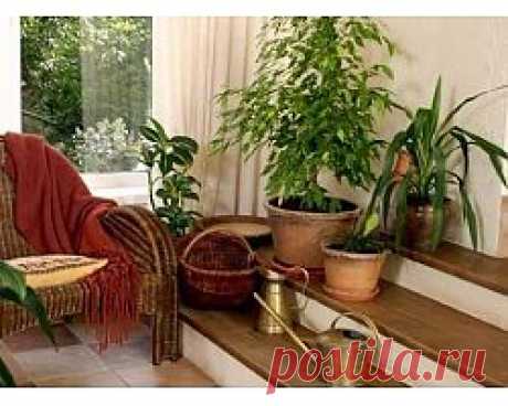 Цветы в интерьере вашего жилища, правила гармонии