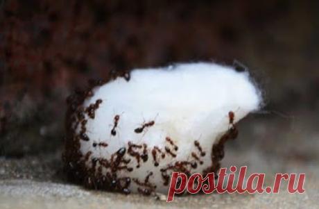 ВСЕ ДЛЯ ДОМА И ДАЧИ: Она окунула ватные шарики в это средство и разложила их в местах скопления муравьев. Результат не заставил себя ждать!