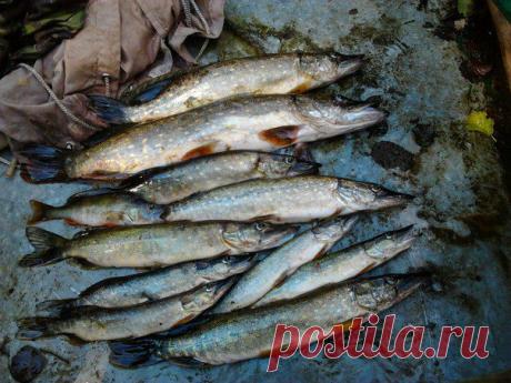 блесна атом!!! / Богатая добыча