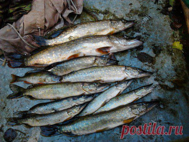 блесна атом!!! / Богатая добыча