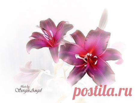 SERGEI-ANGEL — «ФАНТАЗИЯ» на Яндекс.Фотках