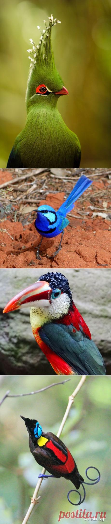 Экзотические птицы невиданной красы