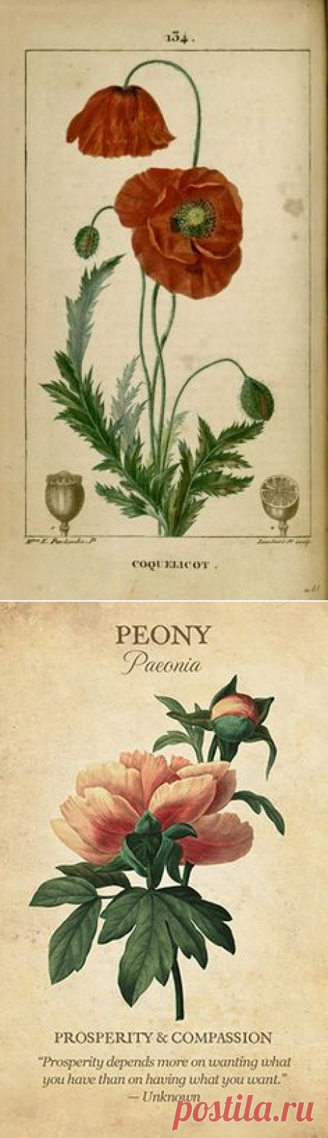 (36) Pinterest
