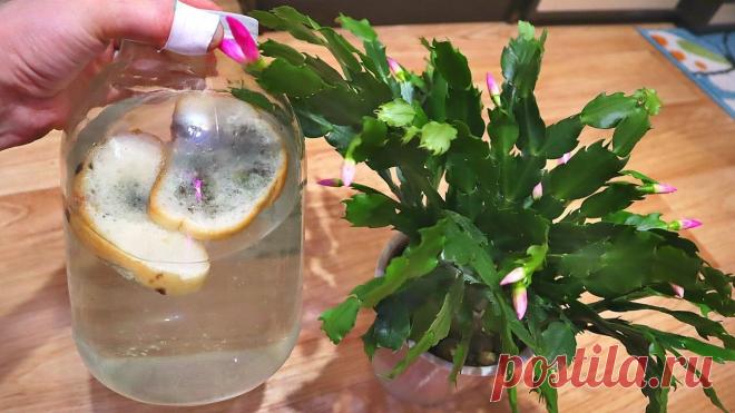 Подкормка для домашних растений на основе хлеба. С этим всегда крепкие растения. Как сделать полезную настойку для растений из хлеба?