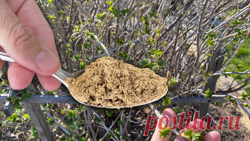 Внесите под Смородину Весной 3 ложки. Ягода будет крупной и сладкой. | ГЕНЕРАЛЬСКИЙ САД | Дзен