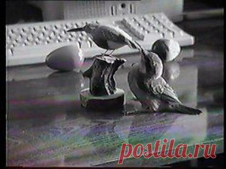 Видео в рубрике: &quot;Наши домашние животные&quot;