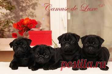 Щенки на продажу - Сайт camusedelux!