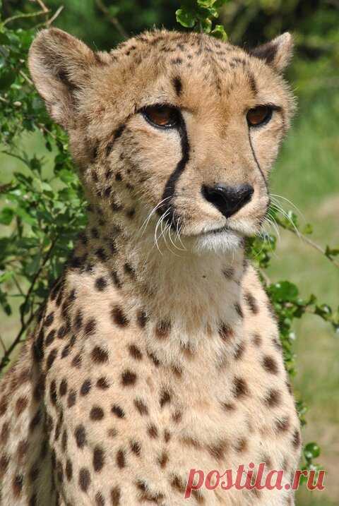 Cheetah Focus by Rory Boon Photography