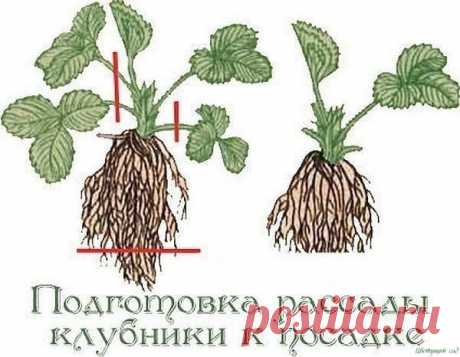 Советы садоводам, которые собираются сменить клубничное место