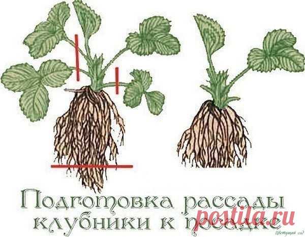 Советы садоводам, которые собираются сменить клубничное место