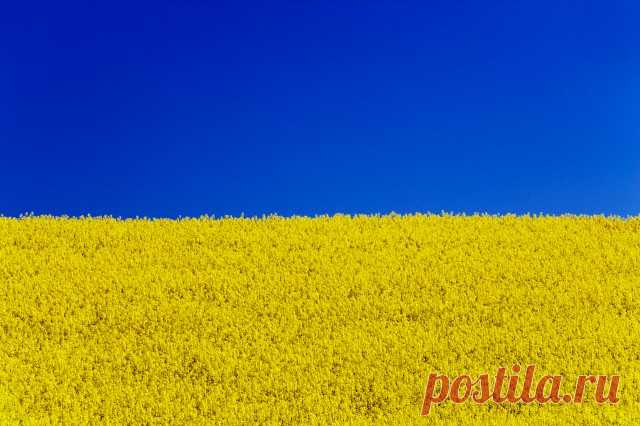 Украинский флаг: главные вопросы
