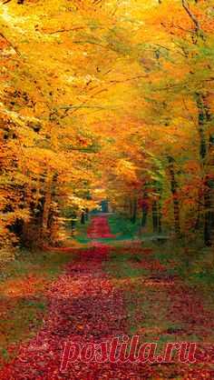 Autumn Forest