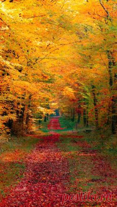 Autumn Forest