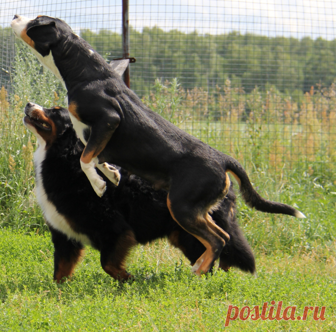 любители баранок