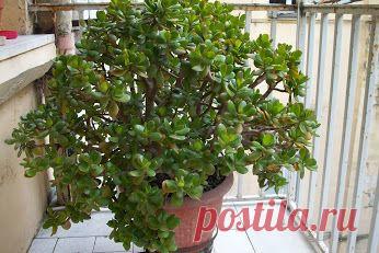 Красулла-формирование кроны-Сад огород – Сообщество – Google+