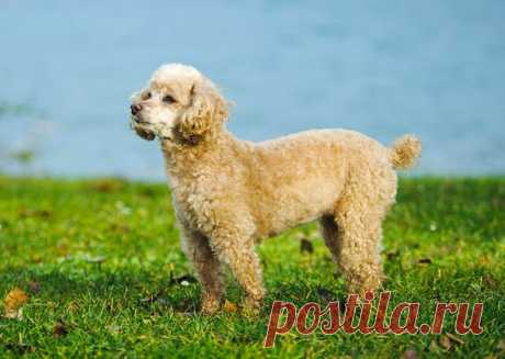 Породы собак, популярных в 90-е годы | PetTips