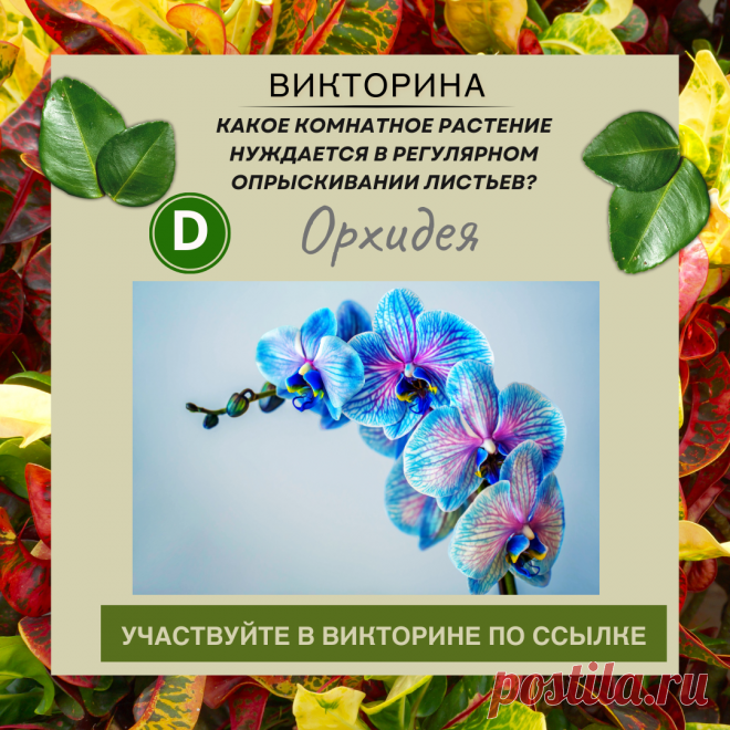Какое комнатное растение нуждается в регулярном опрыскивании листьев? - Узнайте правильный ответ в нашей викторине по ссылке