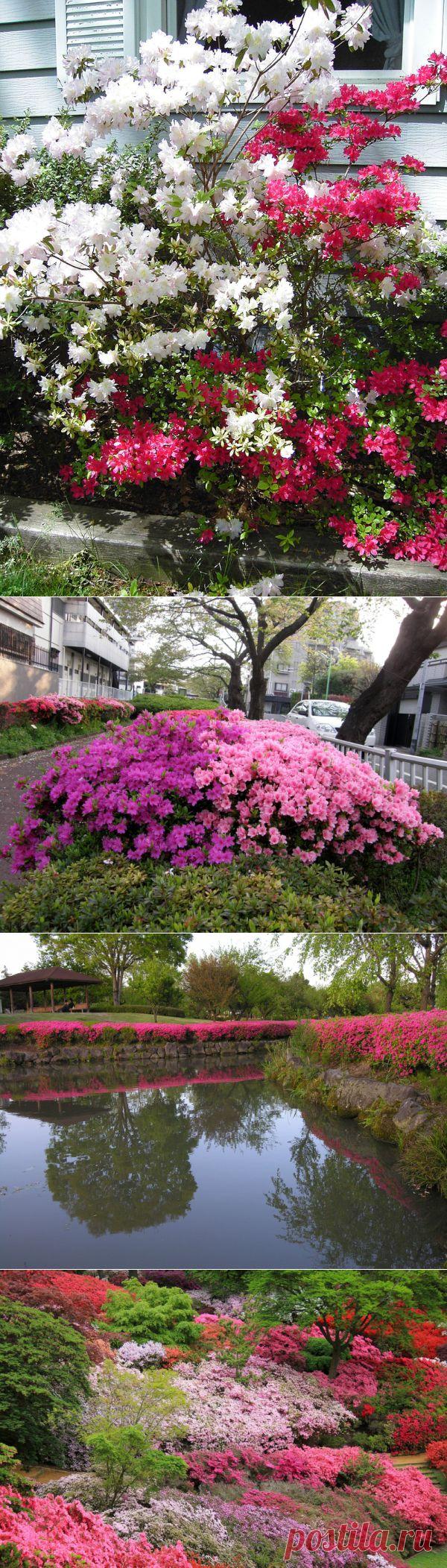 ЛЕГЕНДЫ О ПРЕКРАСНОЙ АЗАЛИИ | Самоцветик