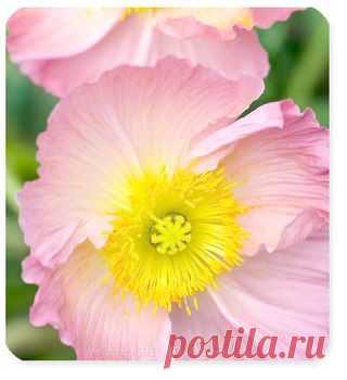 Юлия Фоамиран